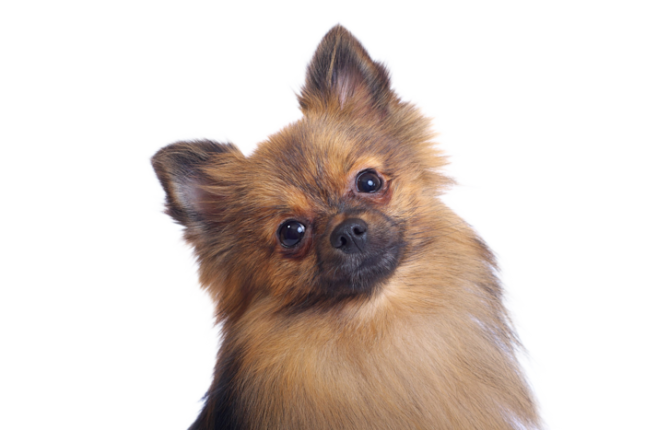 Spitz Nain Allemand E0592098 B9ac 4e8e 85d2 7e3cac500661