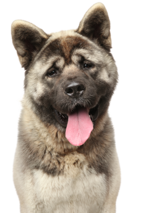akita_americain