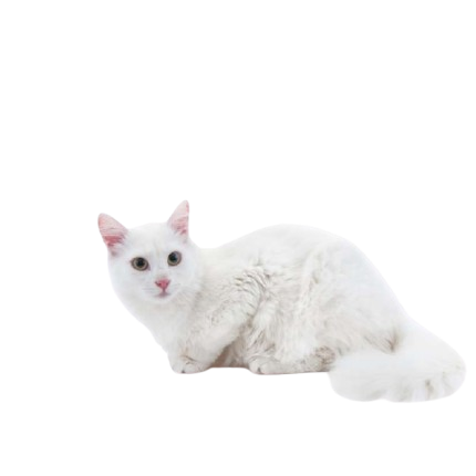 Angora Turc 82 Removebg Preview