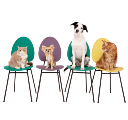 b2b_hero_dog_cats
