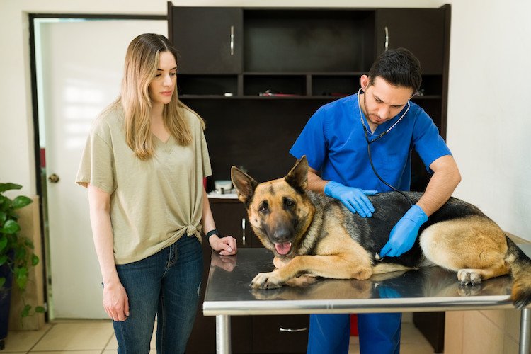 Maladies des chiens