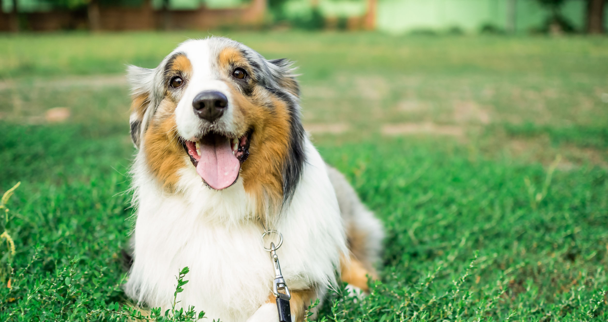 Race de chien : Berger australien