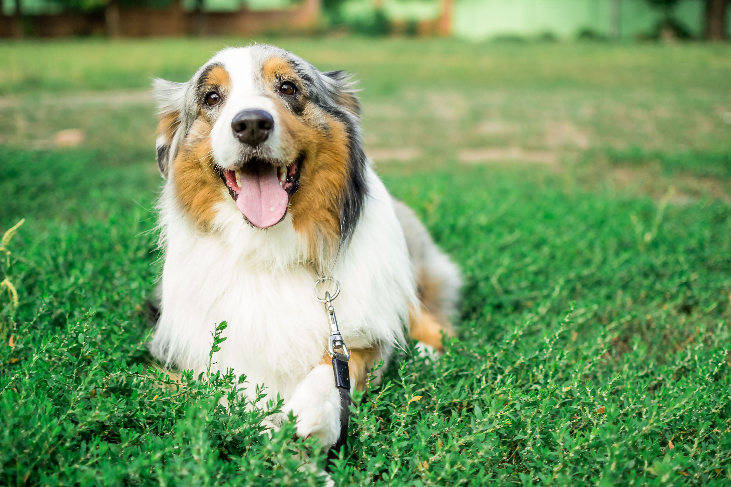 Race de chien : Berger australien