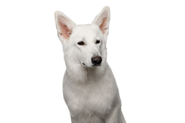 Berger Blanc Suisse 188cb880 D666 44e2 A825 C335c3ec2caf