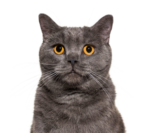 British Shorthair Df157a33 22aa 4a9c 8eed F9e9ee1da1b1
