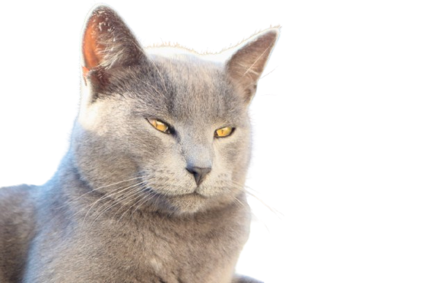 Chartreux 193184165 L Normal None Removebg Preview