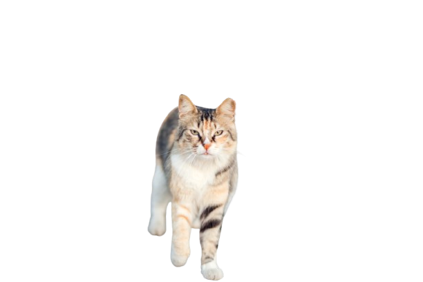 Chat De Gouttière 148287049 L Normal None Removebg Preview 1 
