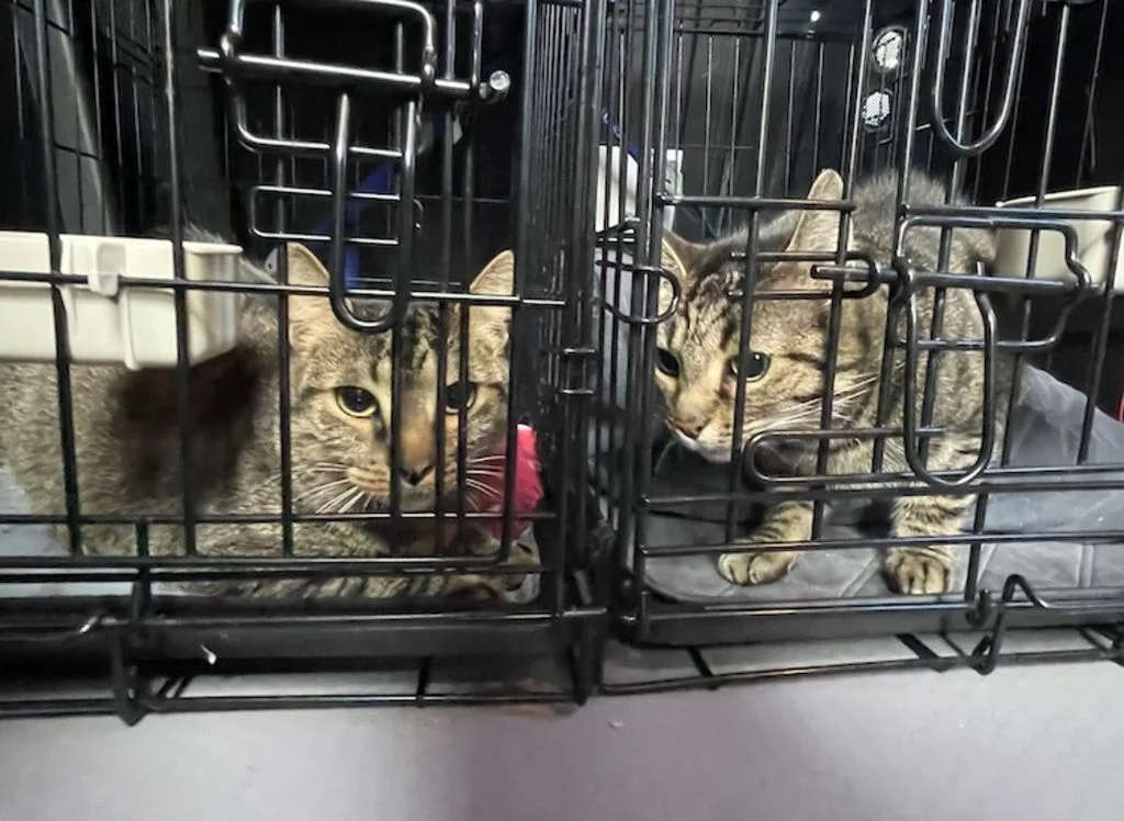 chat taxi animalier