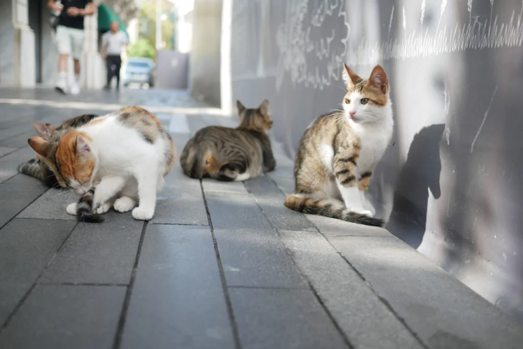 chats errants