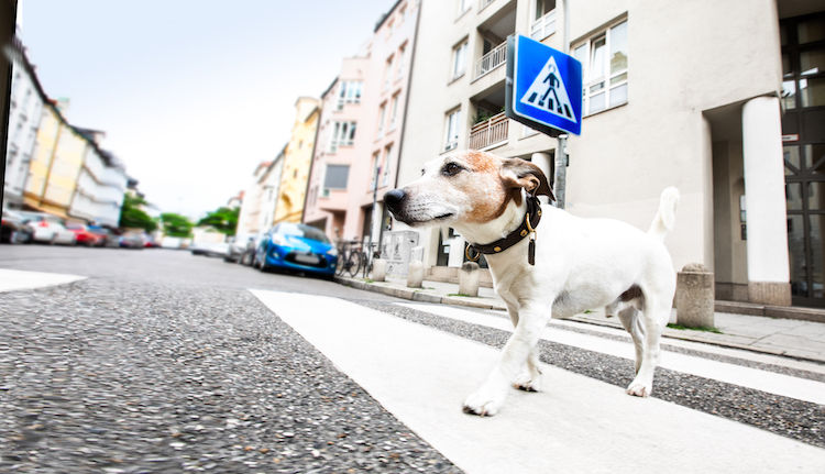 Municipales 2026 : mieux vivre avec ses animaux, un enjeu de politique locale