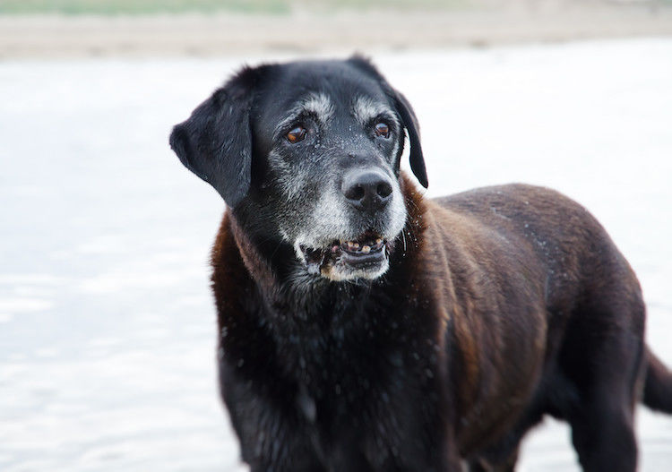 Comment peut-on reconnaître un chien en fin de vie ?