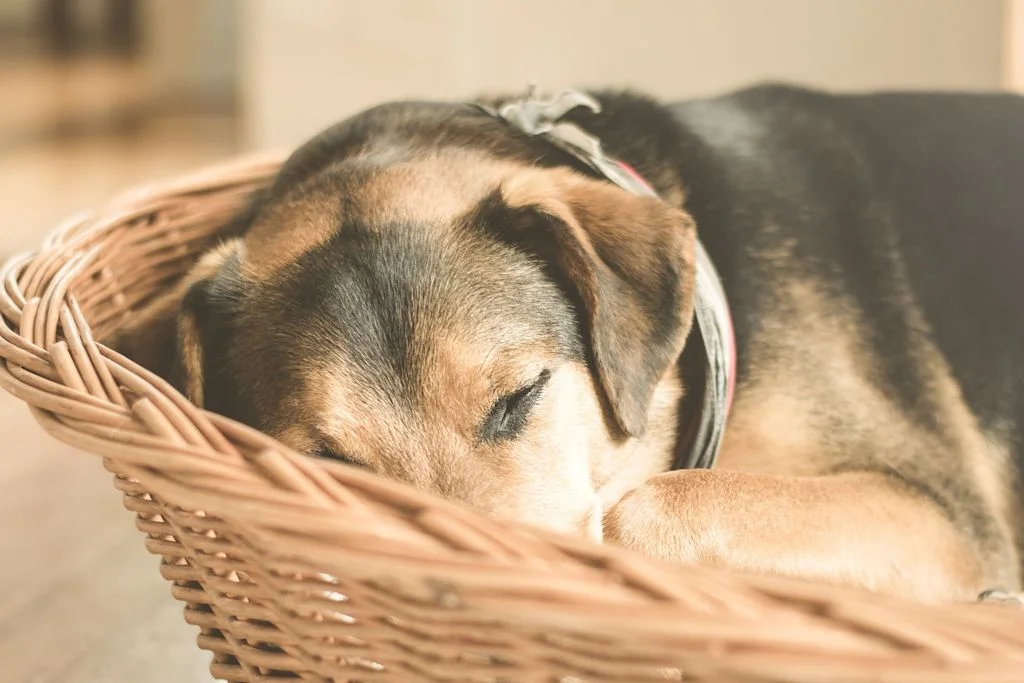 chien panier