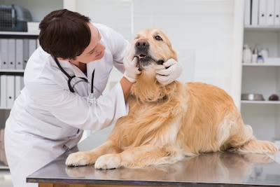 La santé bucco-dentaire est un enjeu majeur pour la santé globale des chiens et chats
