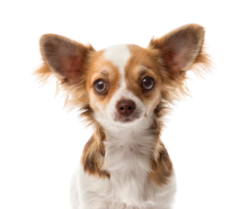 Chihuahua 42671770 L 1 Removebg Preview