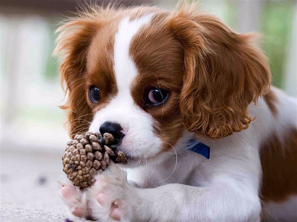 Cavalier King Charles Rasseportrait