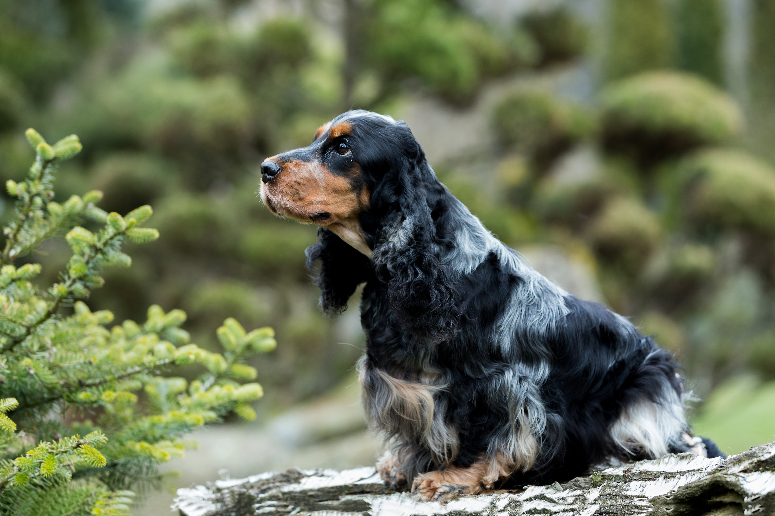 Race de chien : Cocker anglais
