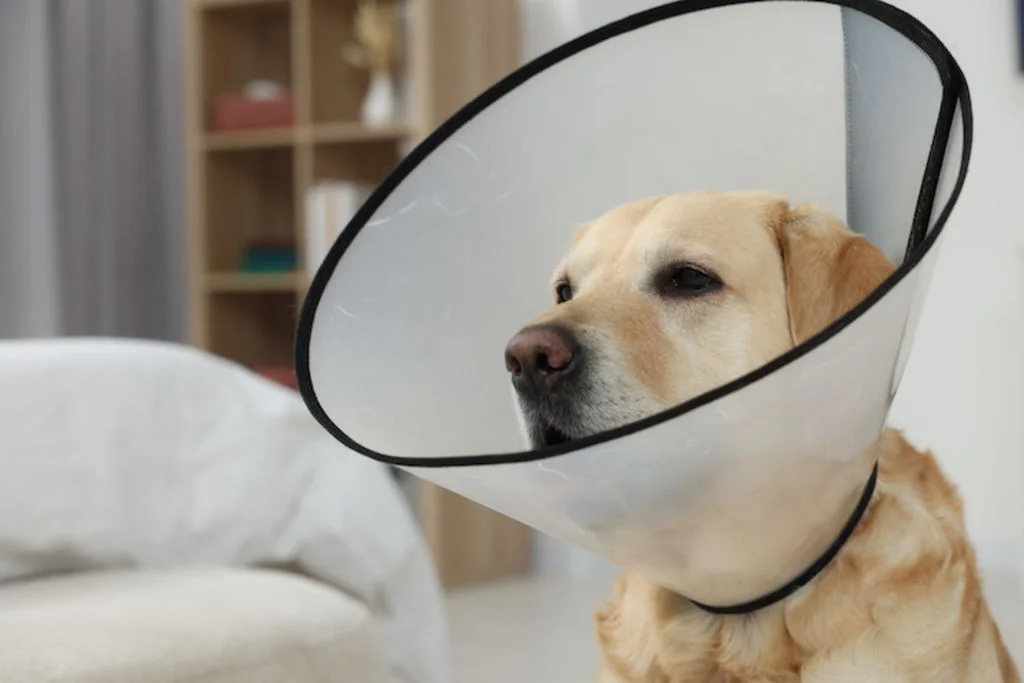 collerette ulcere oeil chien