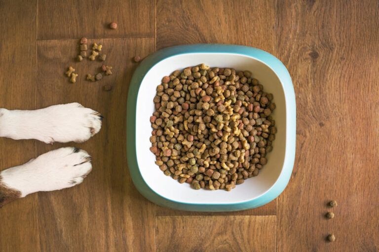 Croquettes sans céréales pour chien : avis vétérinaire complet 