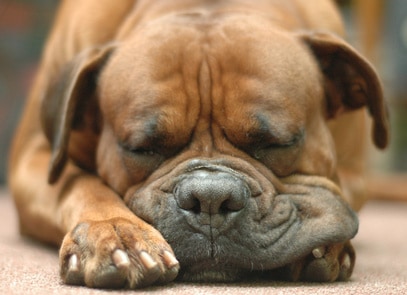Que dois-je faire si mon chien s&rsquo;est arraché une griffe ?