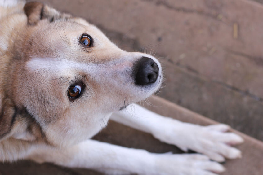 Wurmkur Hund
