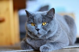 Kartäuser Chartreux Katze