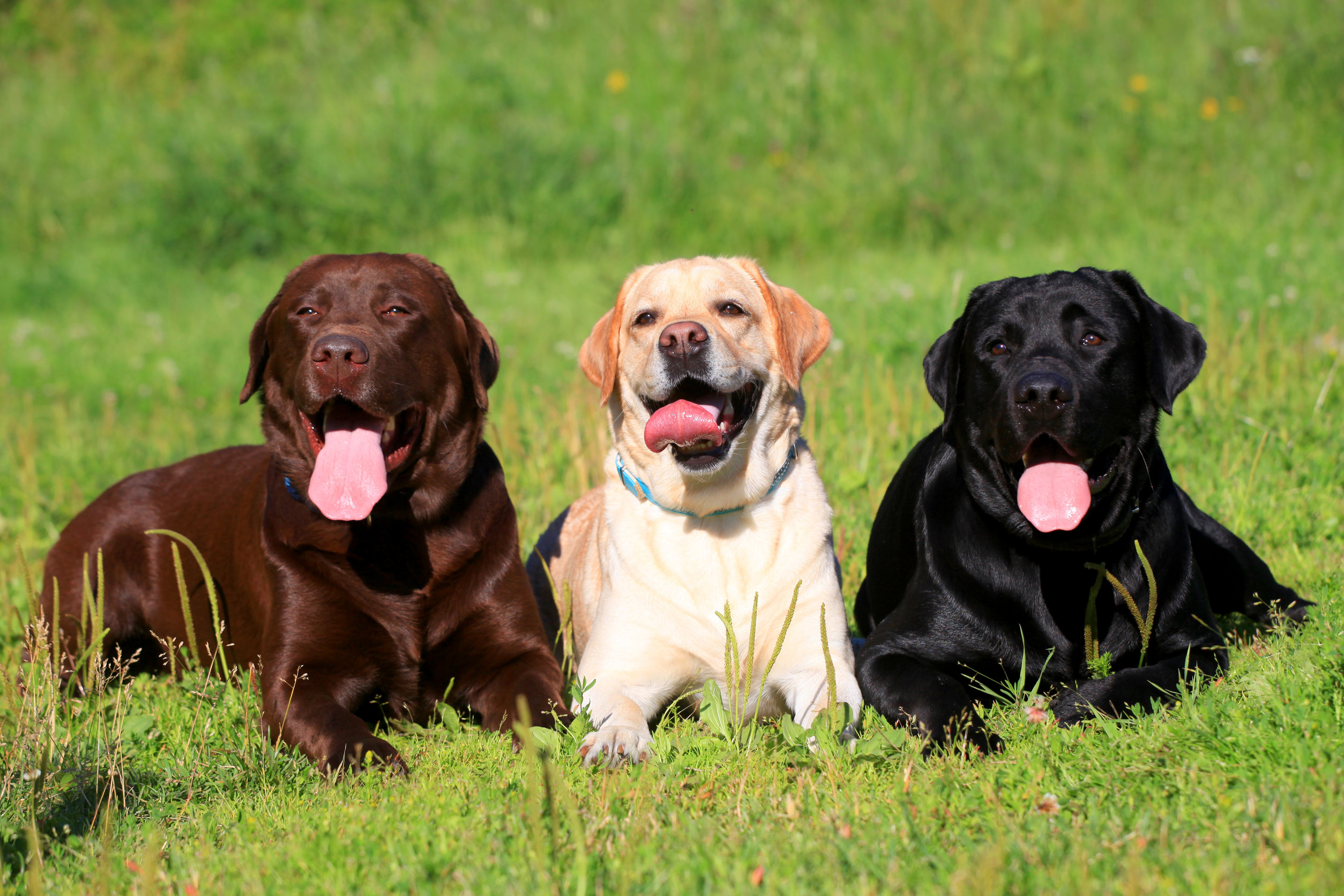 Race de chien : Labrador Retriever
