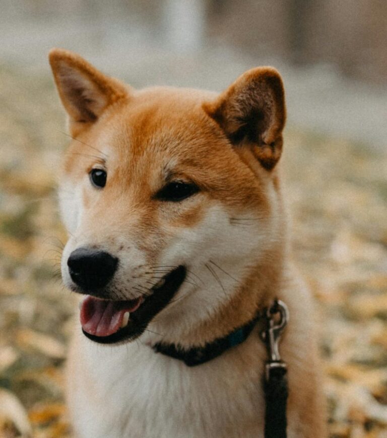 Shikoku
