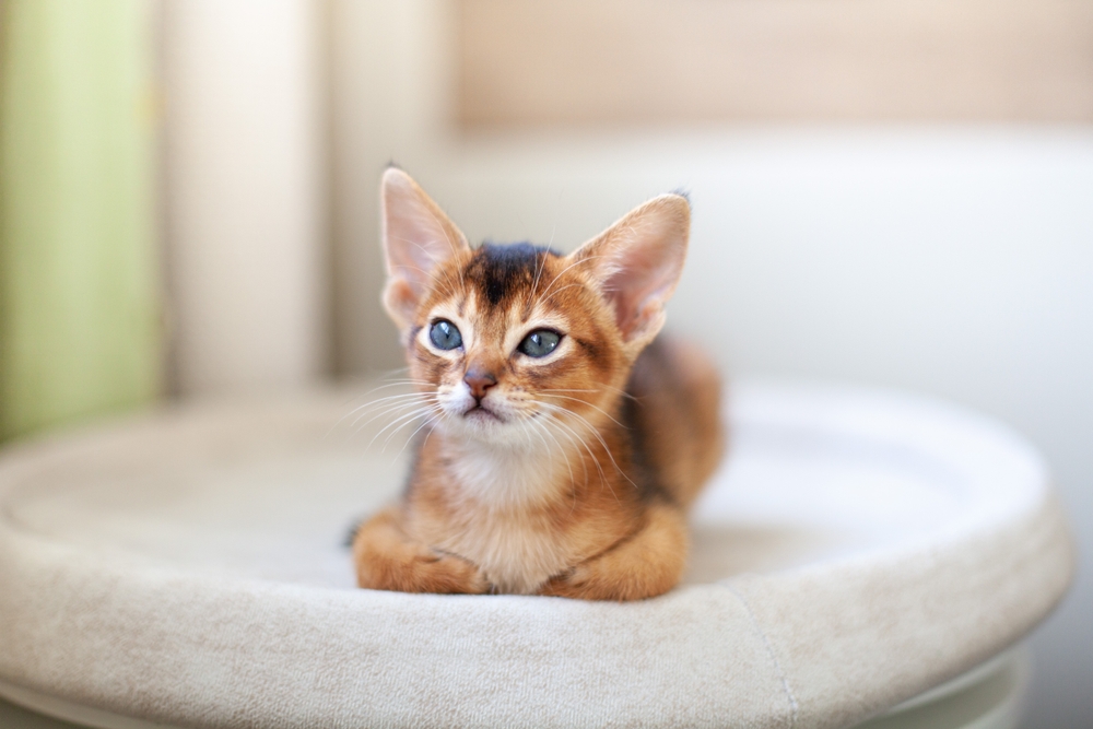 Chaton Abyssin