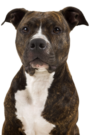 Pitbull 1a143a54 5dc3 4aea 891b Dc1123ea0f9f