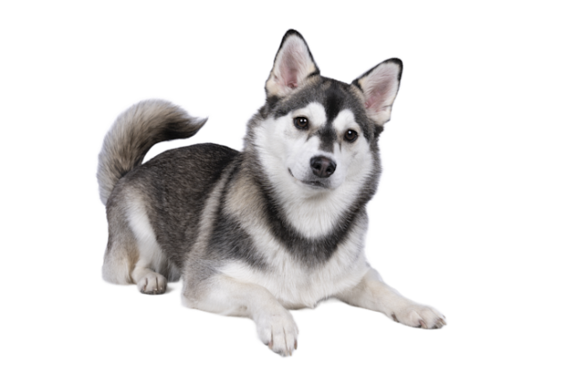 Pomsky Dde6b24f Ab17 43c3 9a31 48ec90397096