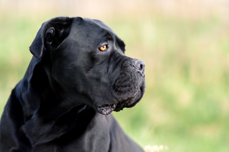 race cane corso