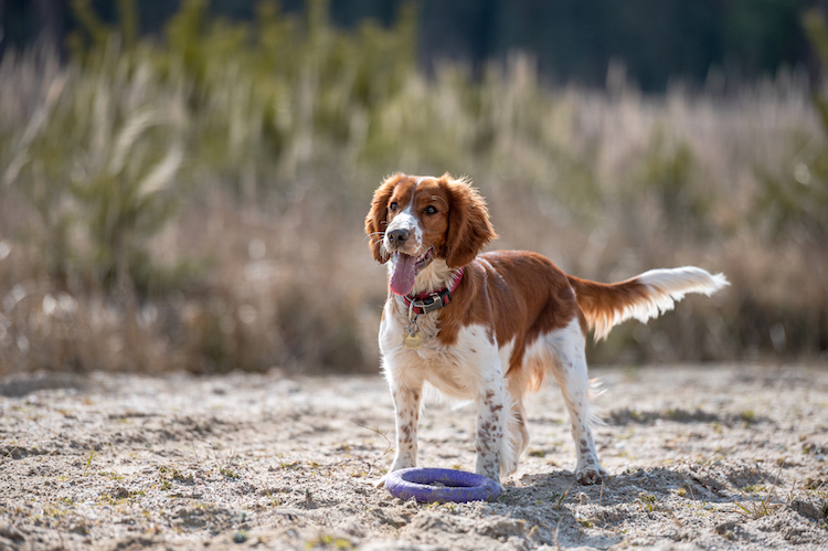 Adorable cute welsh springer spaniel, active happy healthy dog playing outside.