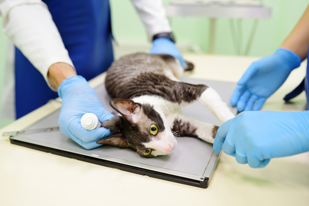 veterinaire radio chat