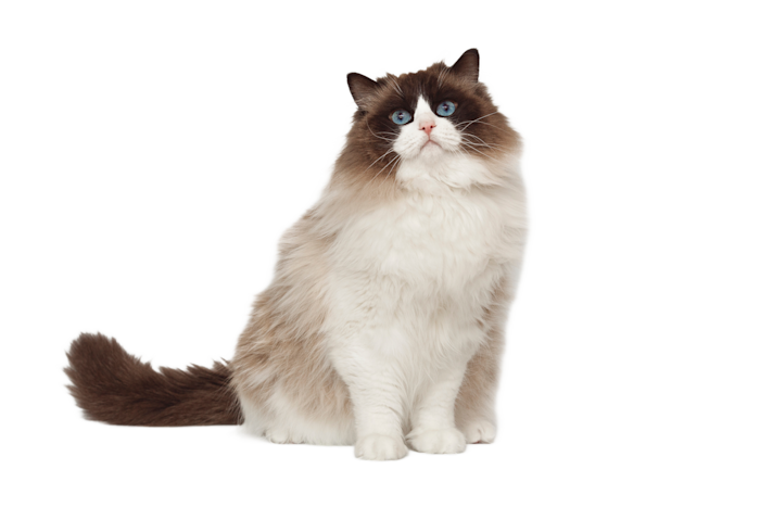 Ragdoll 54fd571d 0054 4dc4 8e47 7c78b60cec21