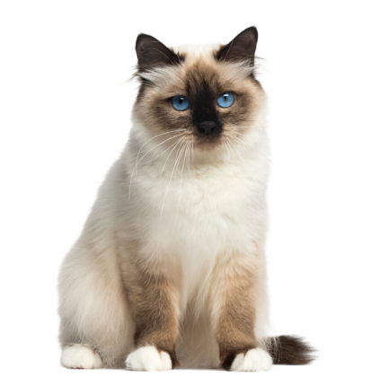 Sacre De Birmanie Eda14fd3 Faca 4a57 8d3e 4048a5ad2a19