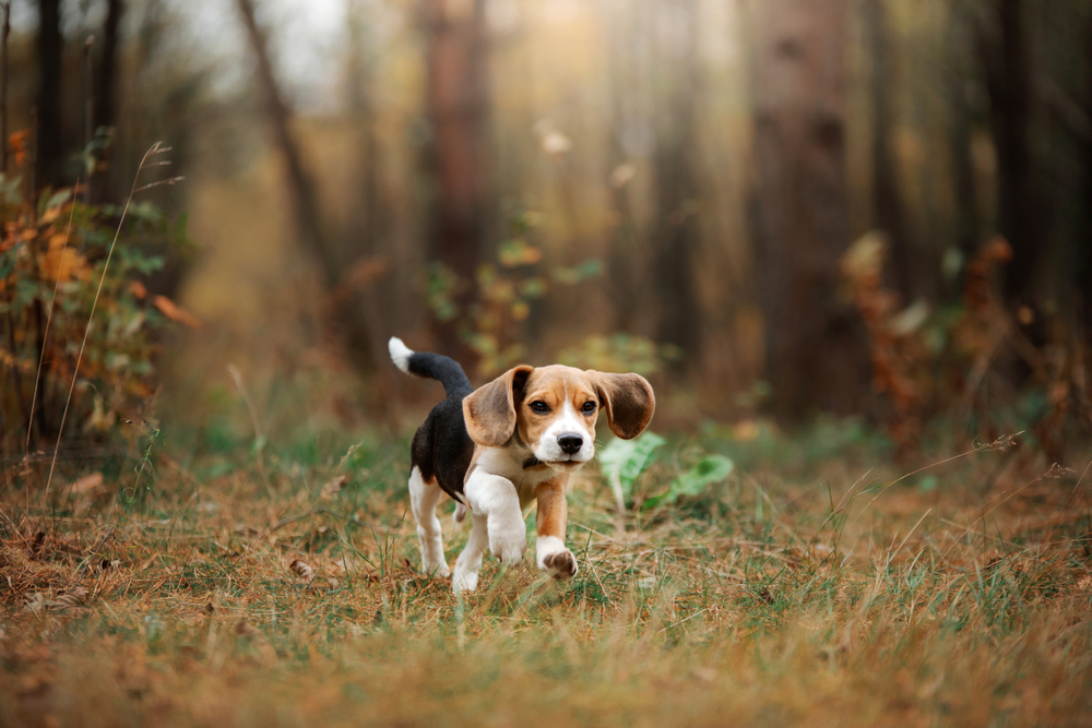 Beagle läuft im Wald