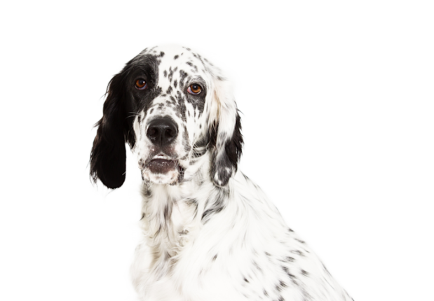 Setter Anglais Eb8cc0a0 6670 43ce 8d9f 6b3ef3d799c4