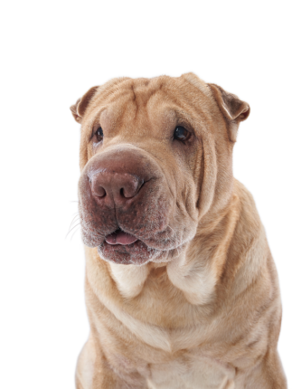 Shar Pei 638e38e8 15bf 429c 859e 196b8fa17f76