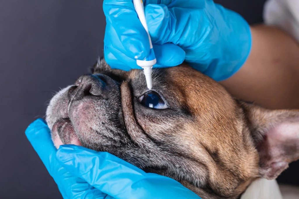 soigner ulcere oeil chien
