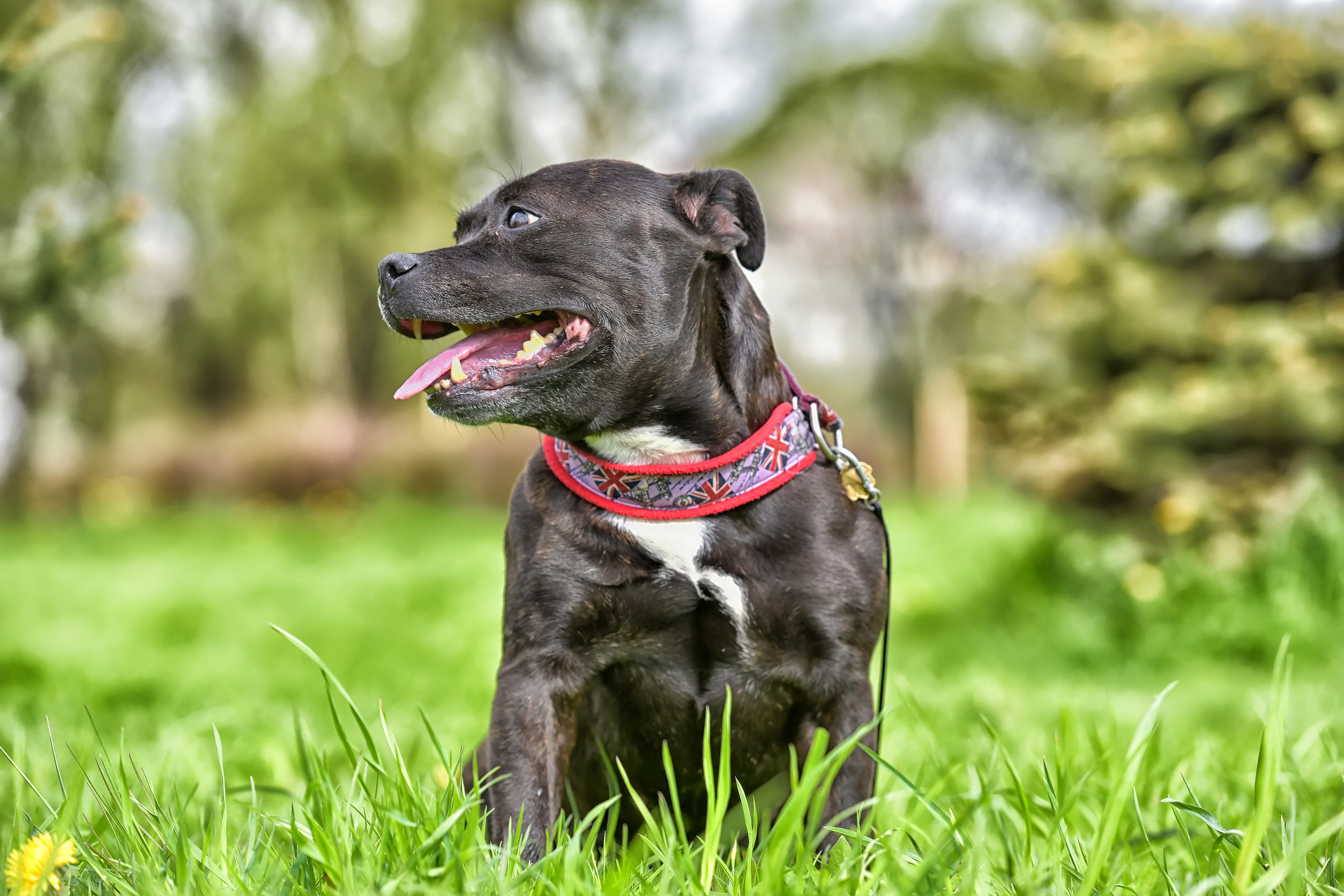 Race de chien : Staffordshire bull terrier staffie