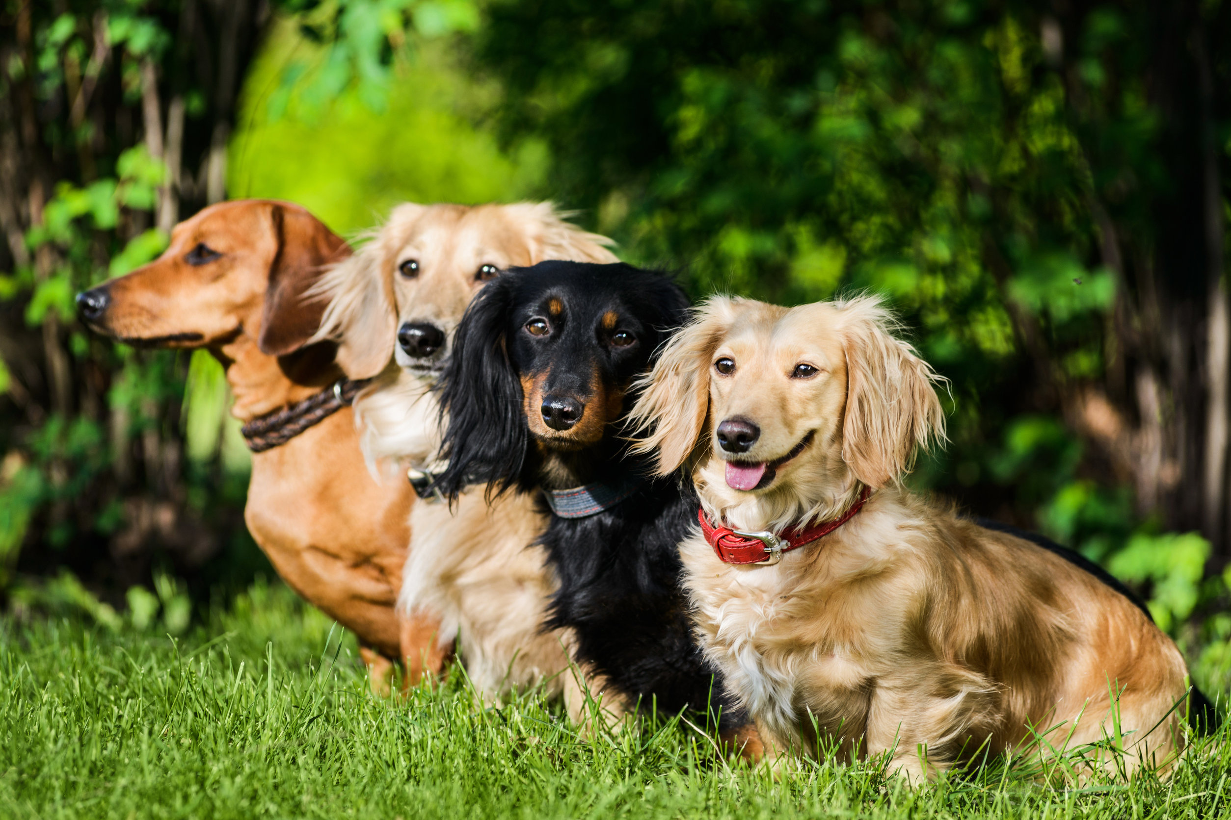 Race de chien : Teckel