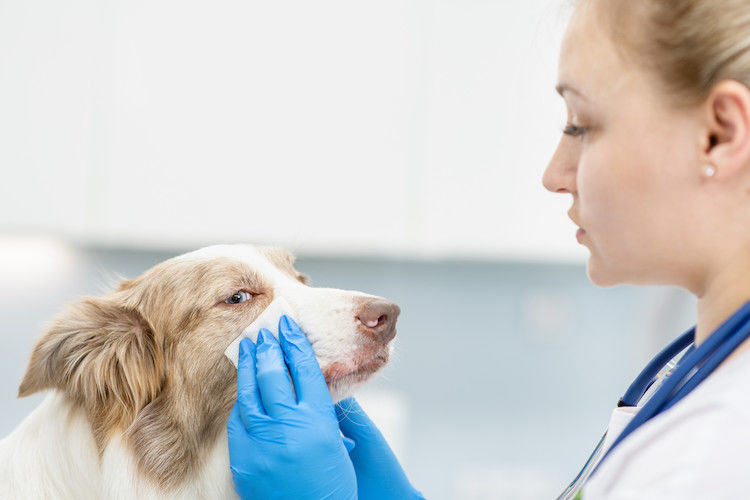 Reconnaître et traiter l&rsquo;ulcère à l&rsquo;œil chez le chien