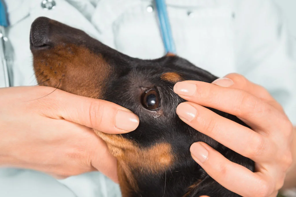 ulcere oeil chien