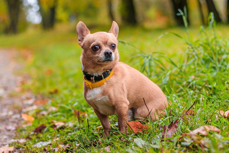 chien chihuahua dans l herbe