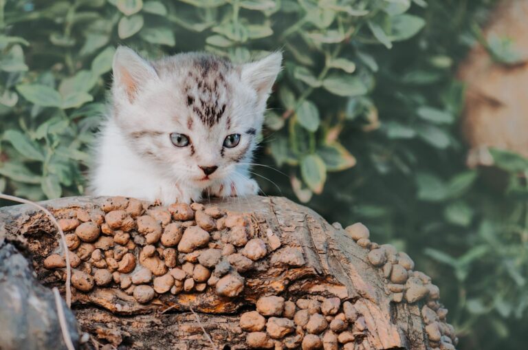 Quand et comment donner un vermifuge à un chaton ?