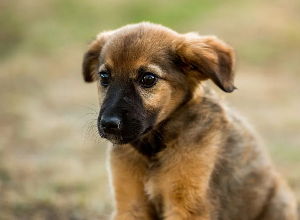 Vermifuger un chiot