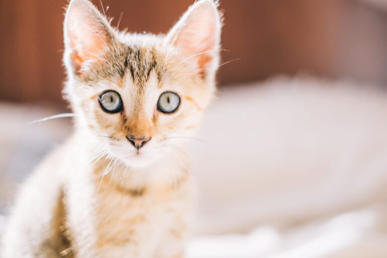 Pourquoi mon chaton a la diarrhée et comment réagir ?