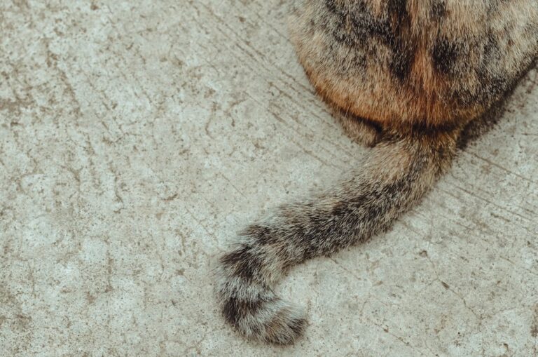 Le syndrome de la queue morte chez le chat : qu’est-ce que c’est ?