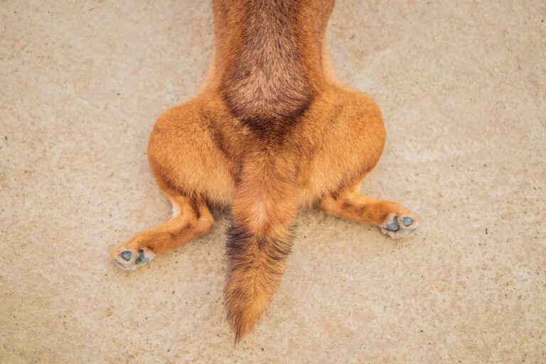 Qu’est-ce que le syndrome de la queue morte chez le chien ?