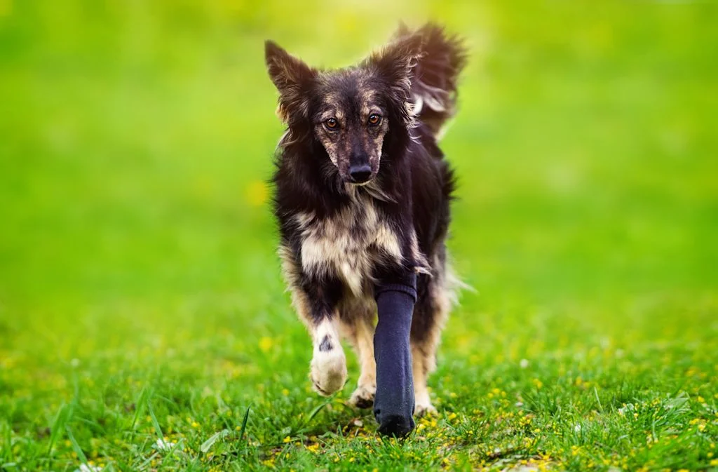 Chien handicapé